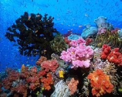 Coral Scenic taken in Fiji. by David Da Costa 